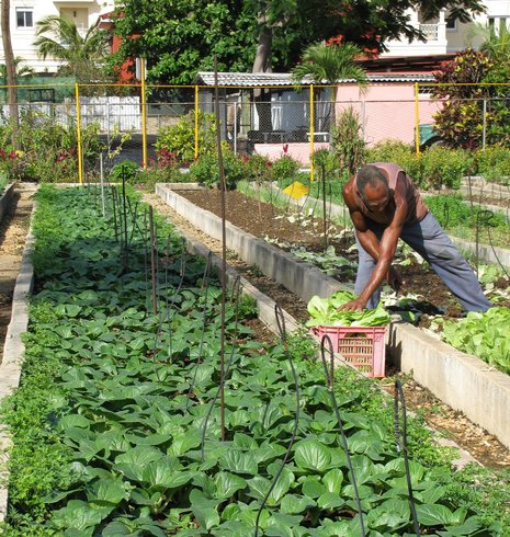 Mangel macht erfinderisch: St&#228;dtische Landwirtschaft wie hier in Havanna ist in Kuba gro&#223; in Mode und ein gro&#223;er Erfolg.