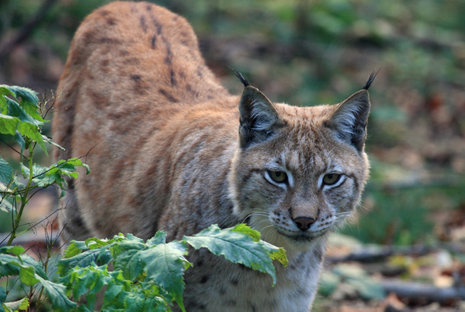 L&#228;ngst auch im Harzumland unterwegs: Lynx lynx, die gr&#246;&#223;te europ&#228;ische Wildkatze