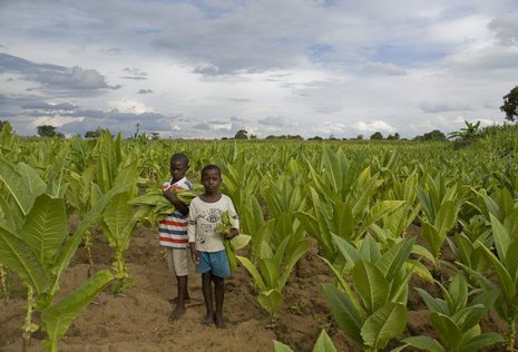Mehr als 78 000 Kinder arbeiten auf Malawis Tabakfeldern und sind dabei schwerwiegenden Gesundheitsrisiken ausgesetzt.