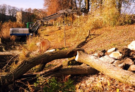 Seit Freitag mussten 23 Bäume den Bauarbeiten am Orankesee weichen.