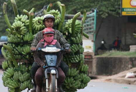 Die abenteuerliche Bananenfuhre