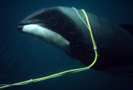 Ein Hektor-Delfin, der sich in einem Stellnetz verfangen hat und verendet ist