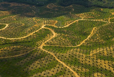Palmölplantage statt Urwald: Produktion und Nachfrage in Asien wachsen.