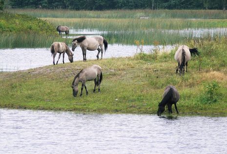 Die Polnischen Pferdchen fühlen sich auf ihrer Insel im Roztocza&#324;ski-Nationalpark wohl.